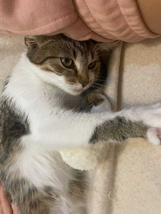 Молоденька кішка (підліток) шукає дім та люблячих батьків