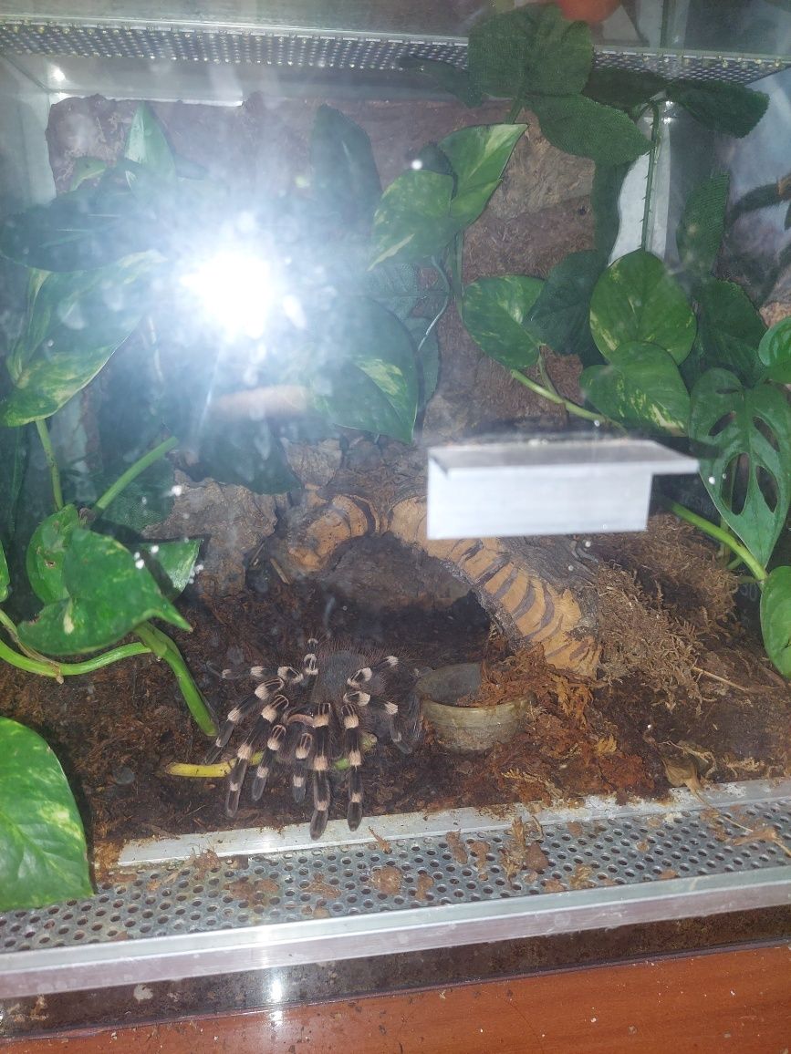 Terrarium z ptasznikiem