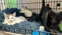 Do adopcji kocięta ok. 3 miesięczne