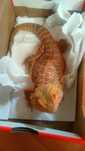 Agama brodata samiec