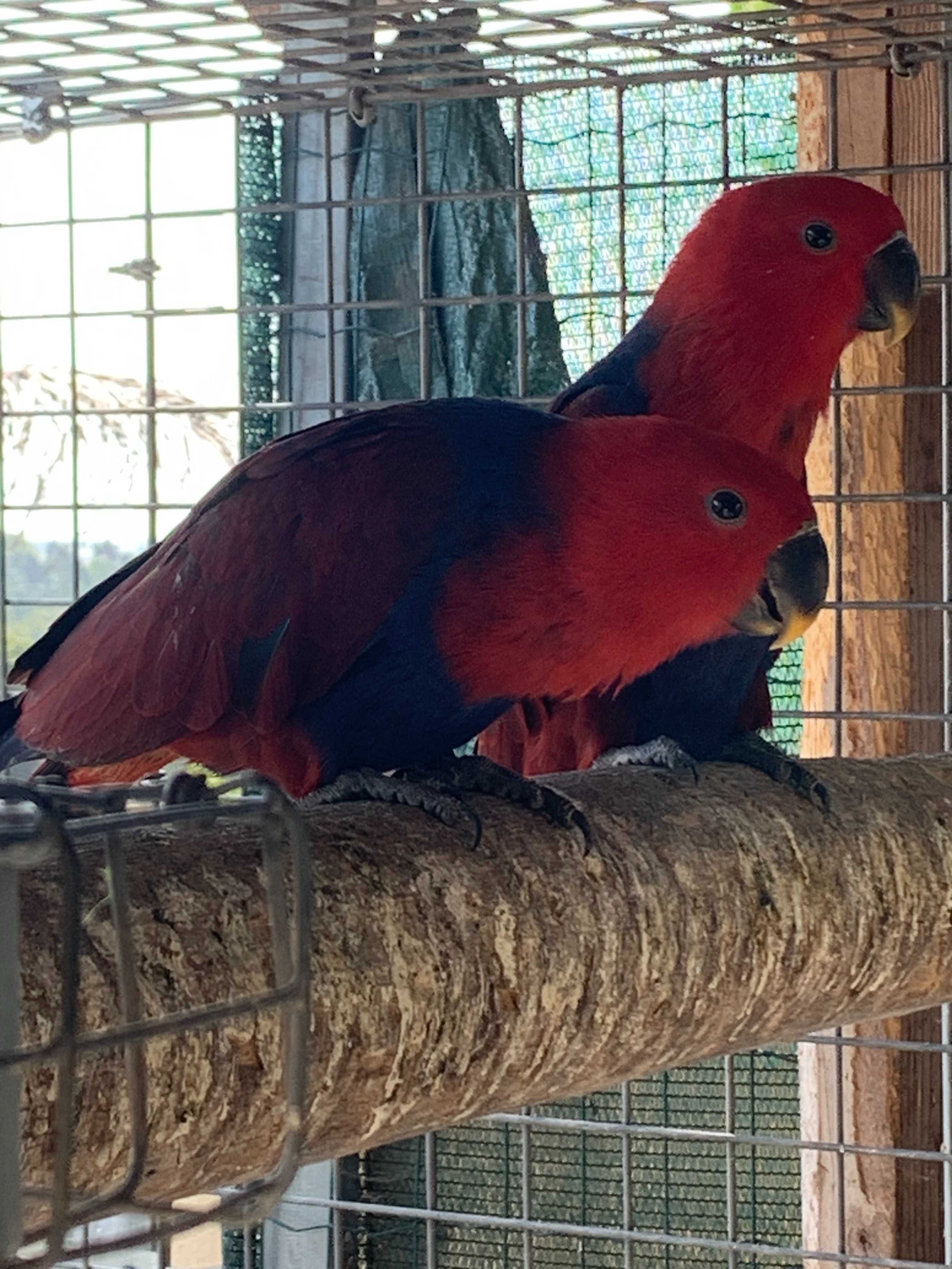 Papagaios Ecletus