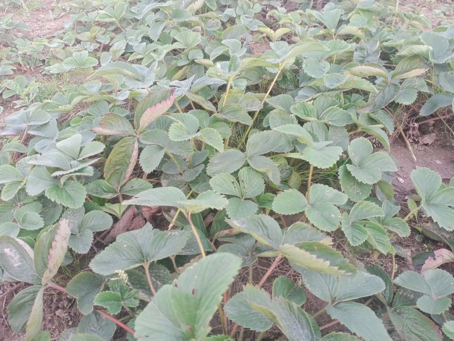 Sadzonki truskawek pęczek kopalne