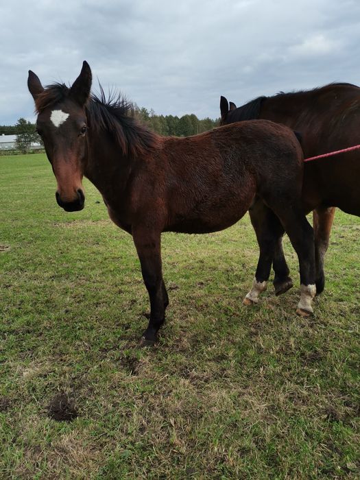 Ogierki śląskie odsadki