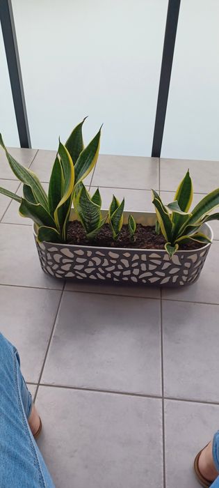 Sprzedam  sansewierii 220zl.