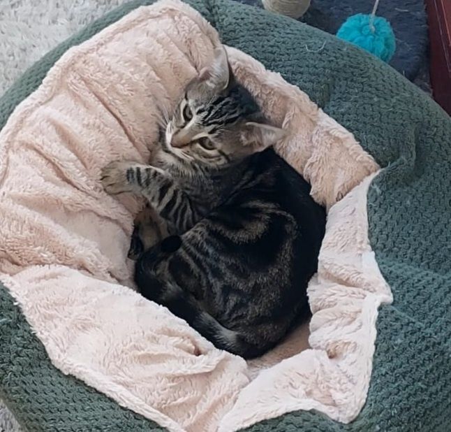 Gatinha bebé para adoção