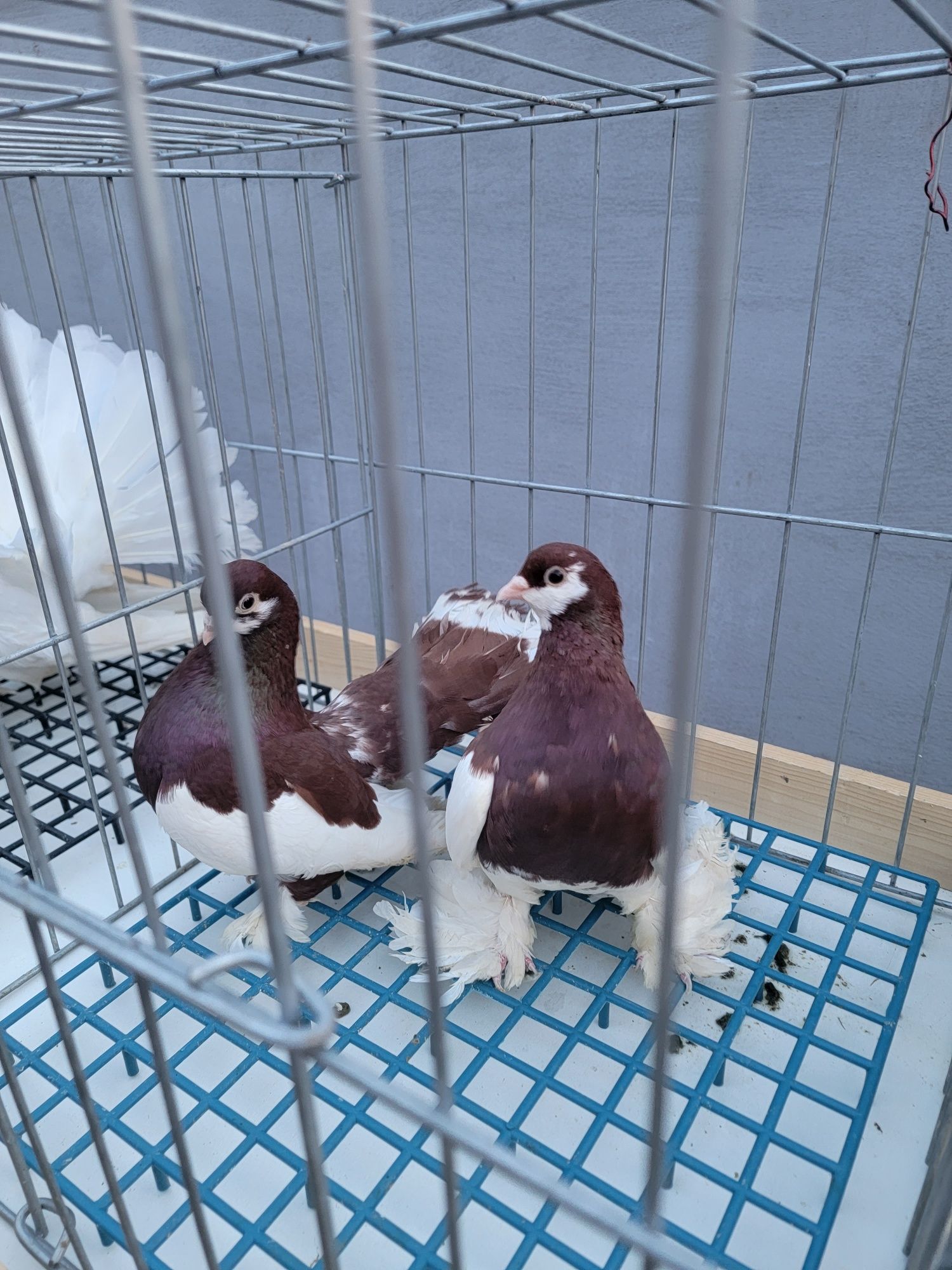 Змінять місце локації голуби різних порід
