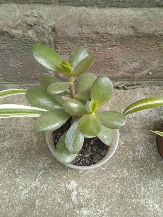 Денежное дерево  молодое растение