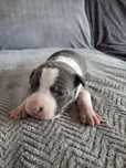 American Pitbull Terrier suczka