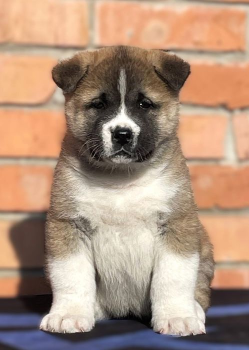 Найніжніша,,ласкава дівчинка, 2 міс, КСУ