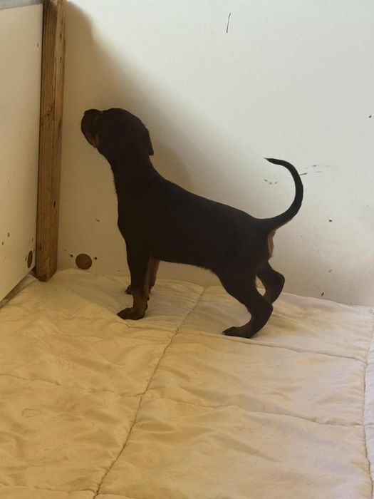 Doberman FCI- szczenię.
