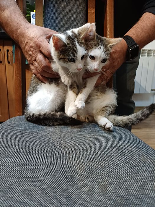 4 śliczne kociaki szukają domu