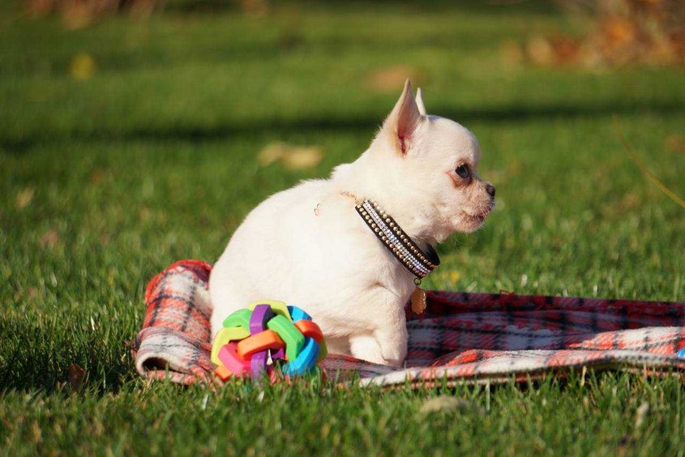 Девочки чихуашешки