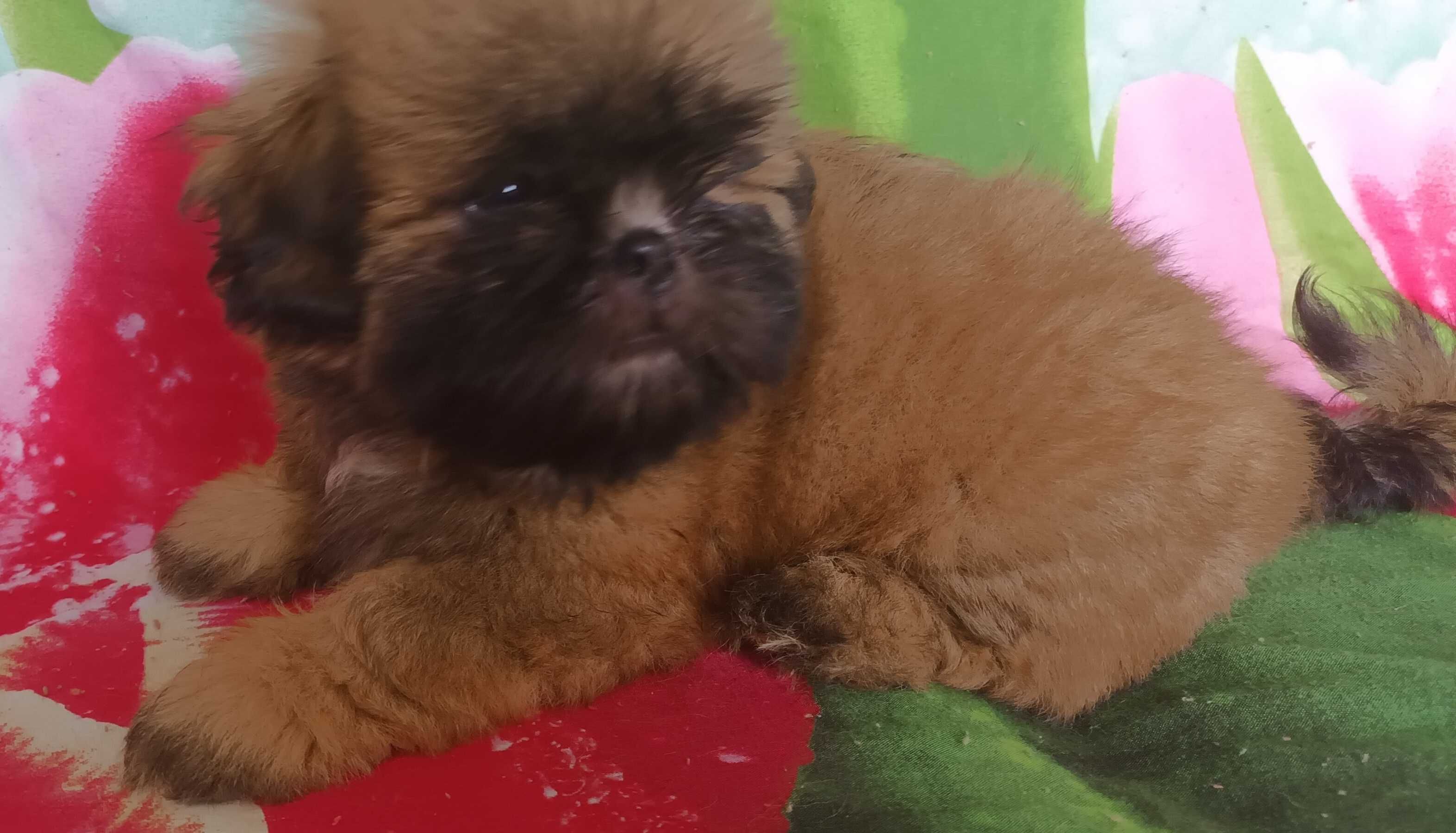 Shih Tzu z rodowodem SWKIPR WKU Polskie Porozumienie Kynologiczne