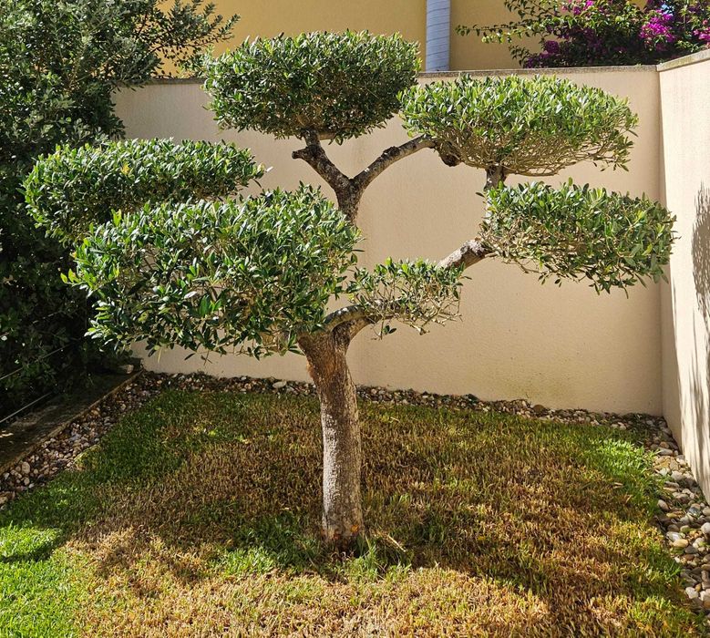 Vendo Oliveira em Bonsai
