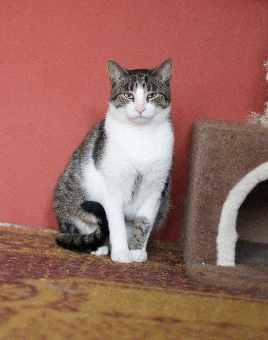 Sopelek tak bardzo prosi o dom!