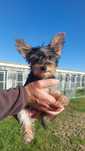 Yorkshire terrier Com LOP