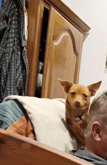 Szczeniak chihuahua z rodowodem młody śliczny pies piesek