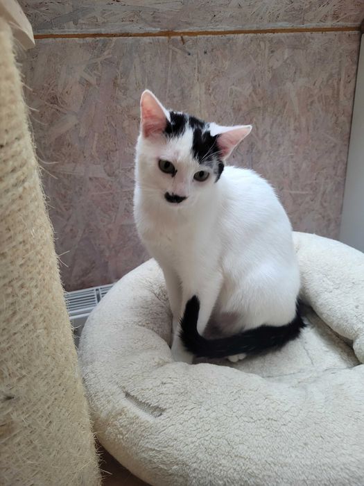 Adolfik i Albercik koci bracia