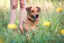 7 letnia Dolly do adopcji!