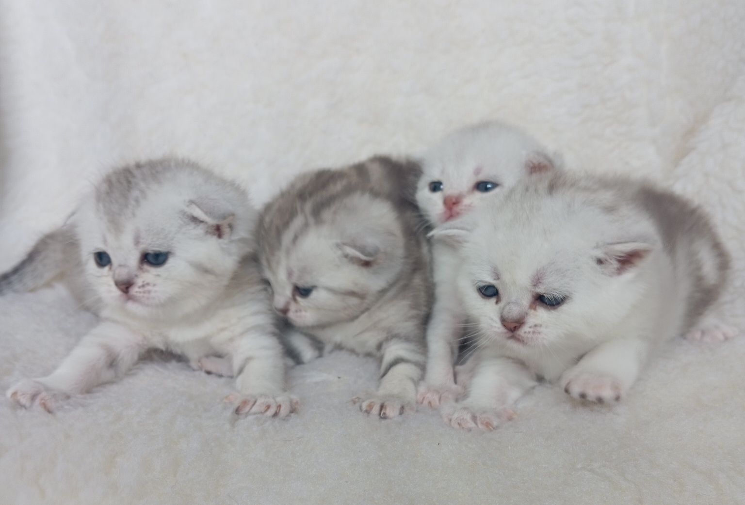 Вислоухие котята скоттиш фолд