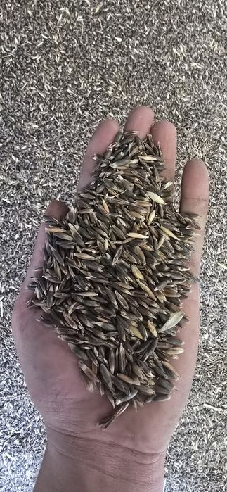 owies rambo i czarny ( gniady )