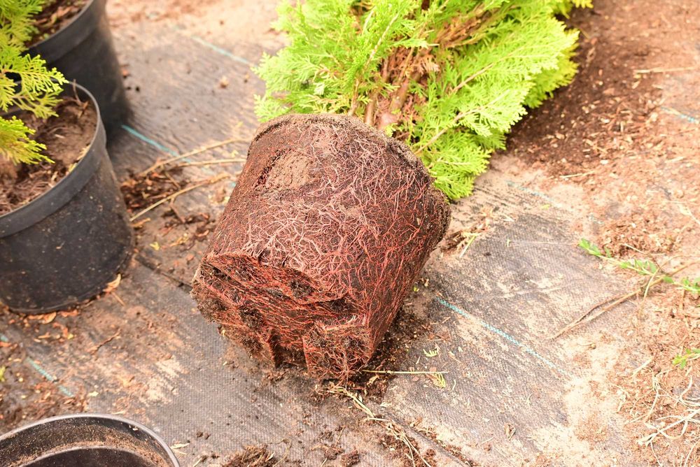 ŻYWOTNIK WSCHODNI AUREA NANA Tuja Aurea Nana 60-65 cm duże sadzonki