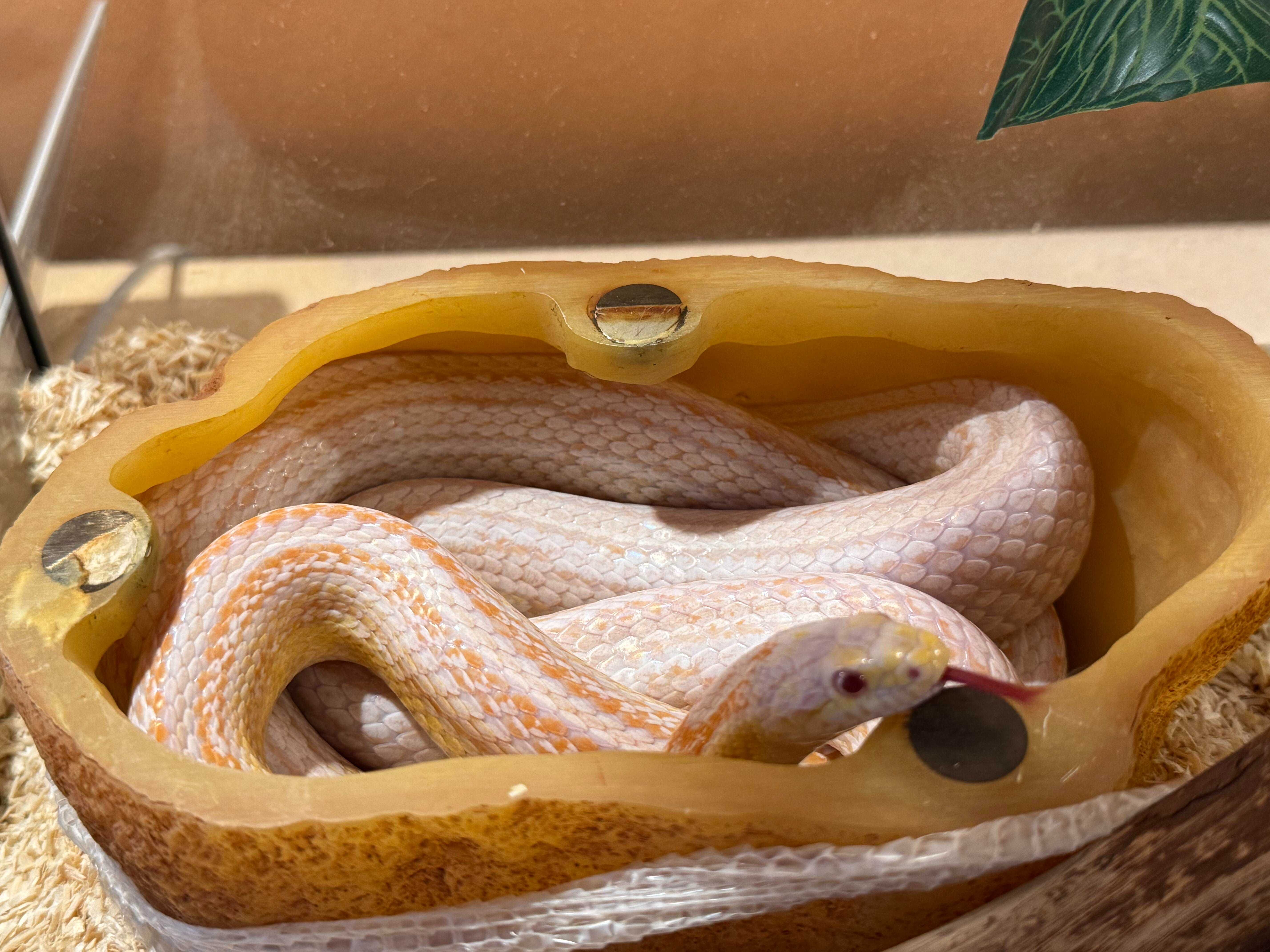 Wąż zbożowy albino + terrarium i wyposażenie!