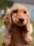 Cocker Spaniel Angielski sunia z legalnej hodowli