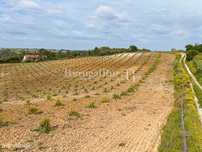 Quinta com 4,6 Hectares no Ribatejo