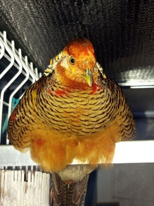 2 Faisōes dourados novo deste ano saudável