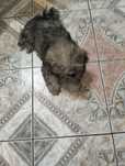 Suczka rasy shih tzu
