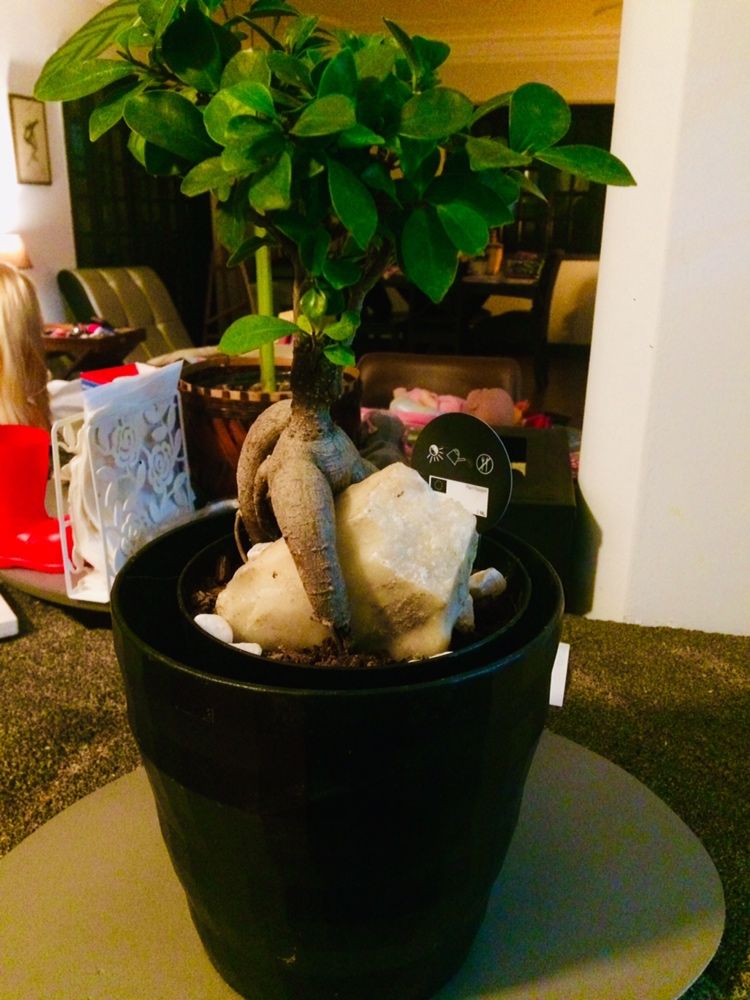 Bonsai ficus ginseng