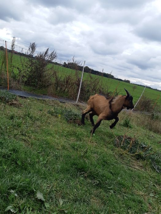Cap Alpejski 100% na wycieczki do kóz - Wysokomleczne korzenie