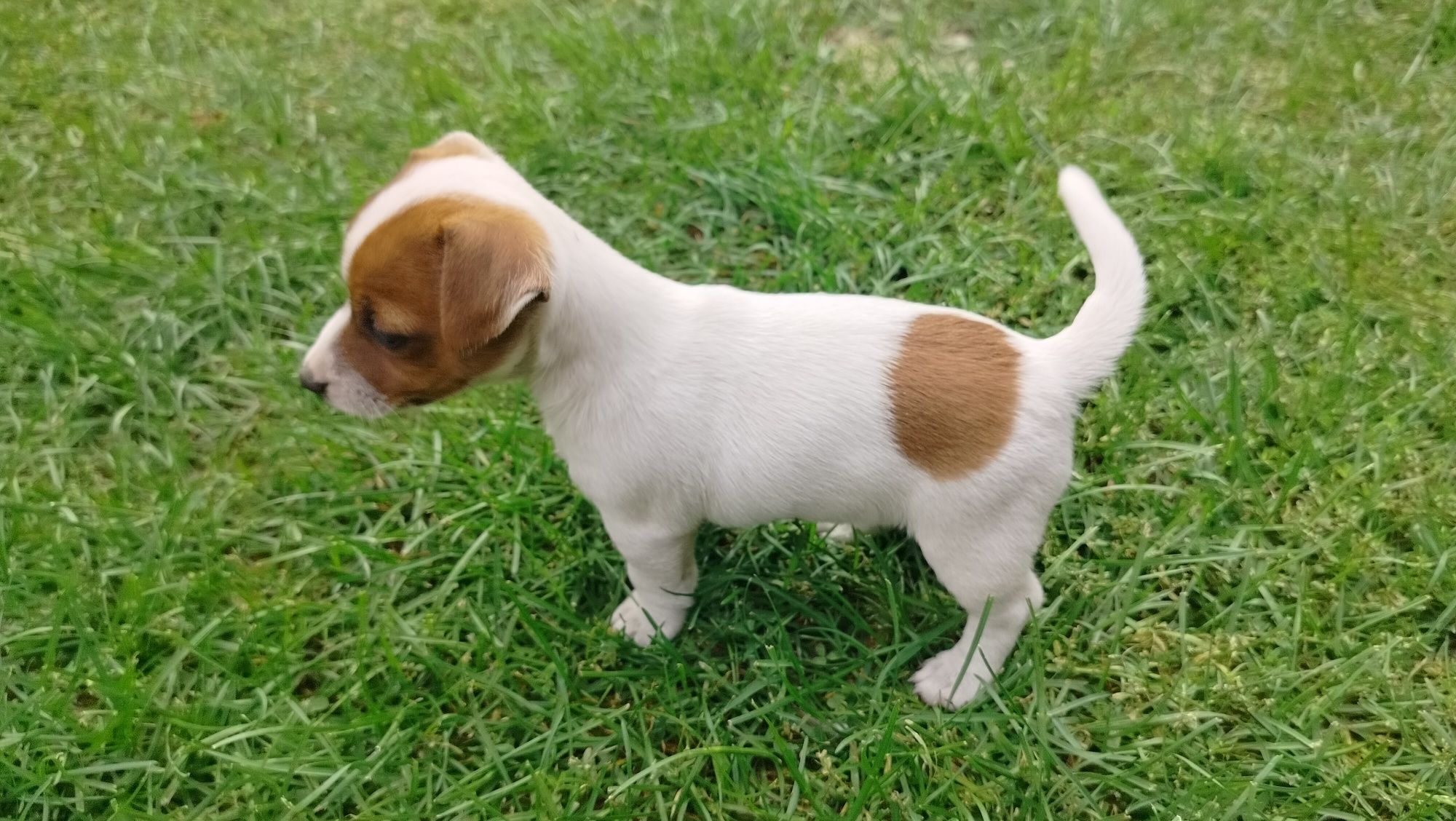 Szczeniak Jack Russell Terrier