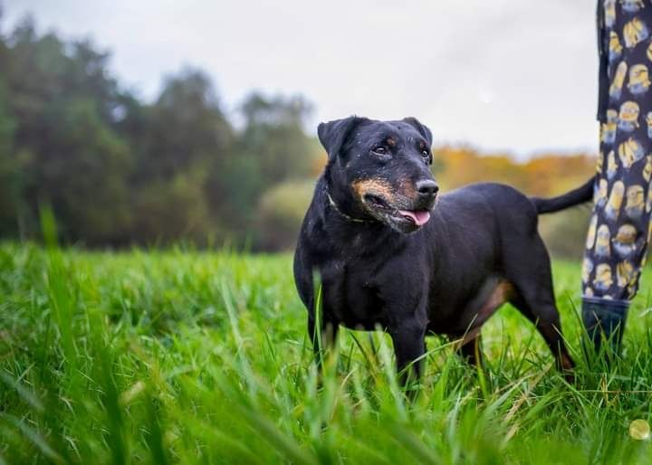 Wspaniały psiak w typie rasy Niemiecki Terrier Myśliwski czeka na Dom!