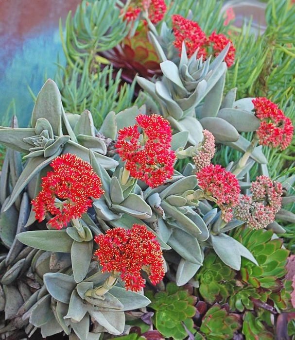 Muda de crassula