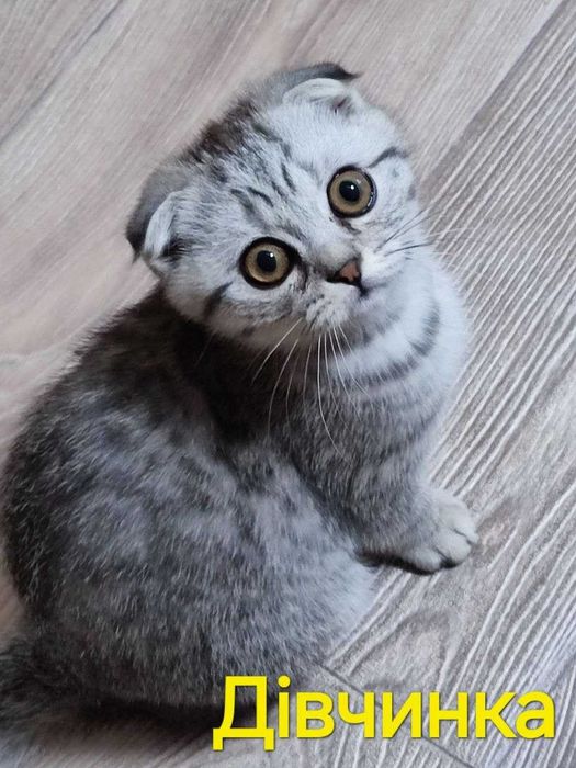 Шотландські кошенята скоттіш фолд, срібний таббі.