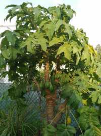 Papaia da montanha (Vasconcellea pubescens) de vários tamanhos e preço