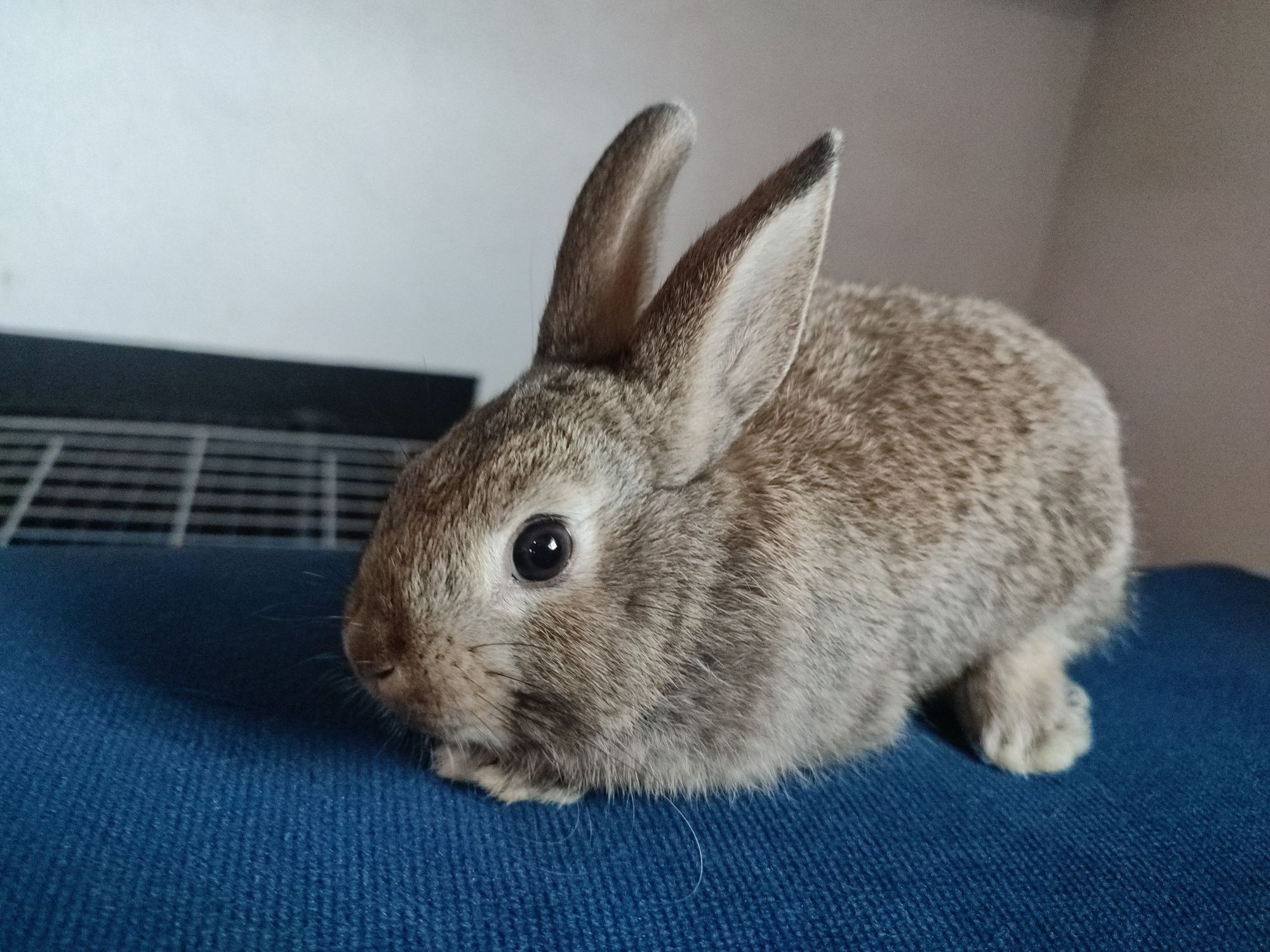 Królik miniaturka