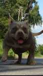 Suczka   american Bully pocket
