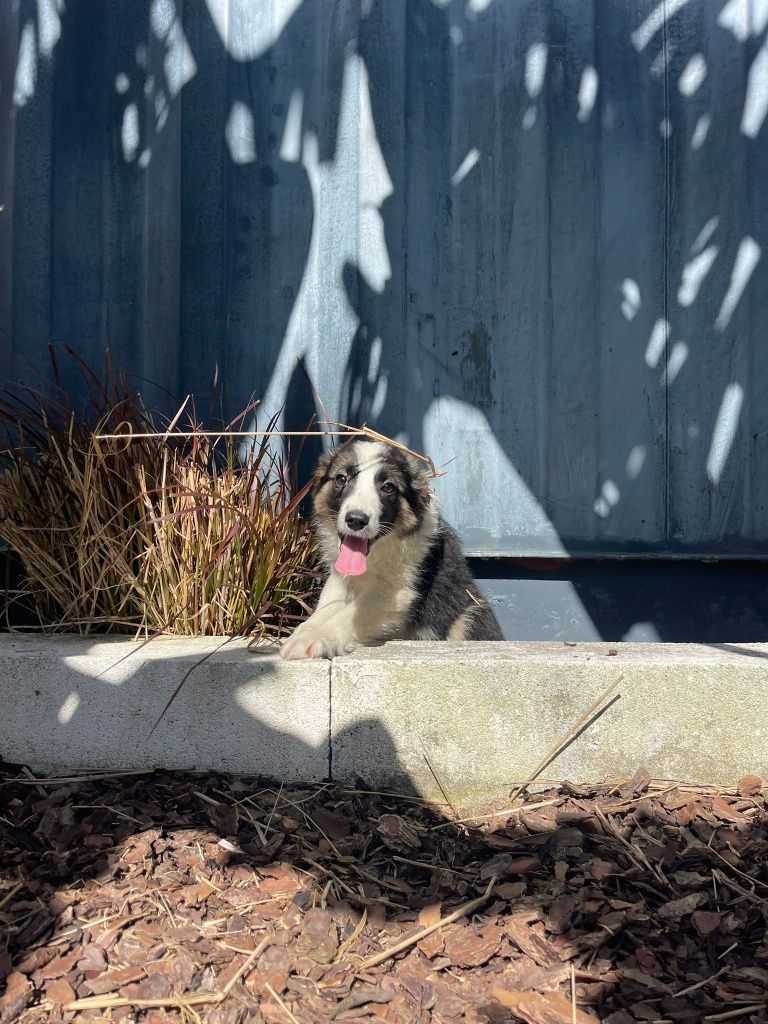 Border Collie Fêmea tricolor