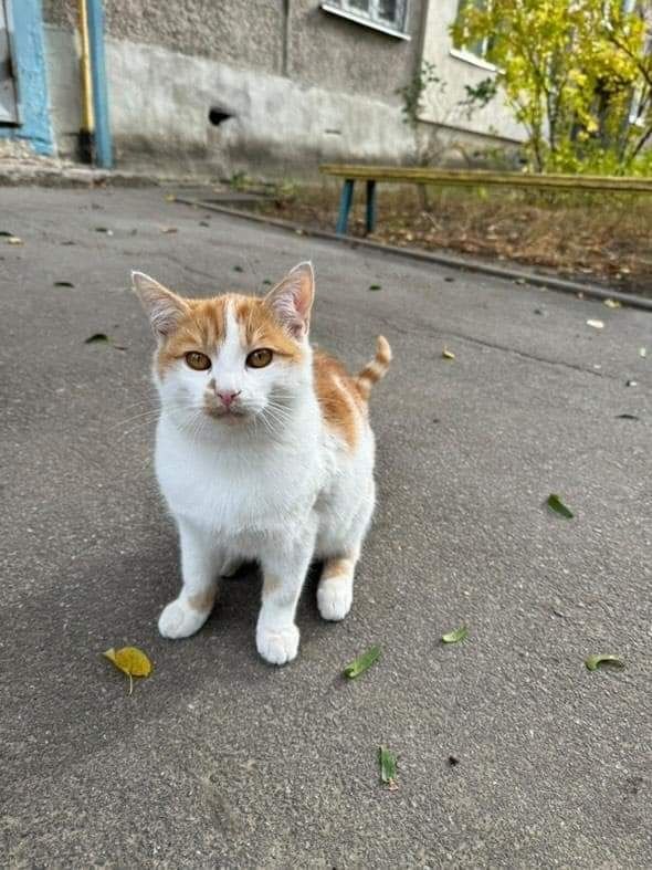 Отдам рыже-белого котенка, мальчик,  5 месяцев