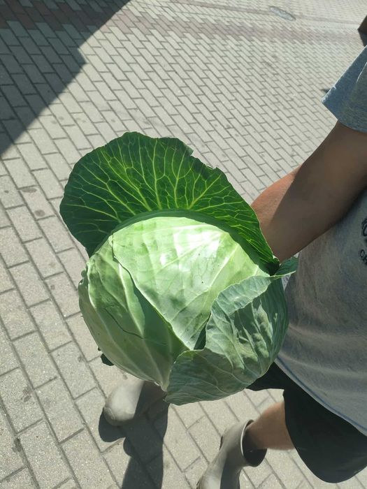 KAPUSTA BIAŁA duża/szatkowana/na gołąbki