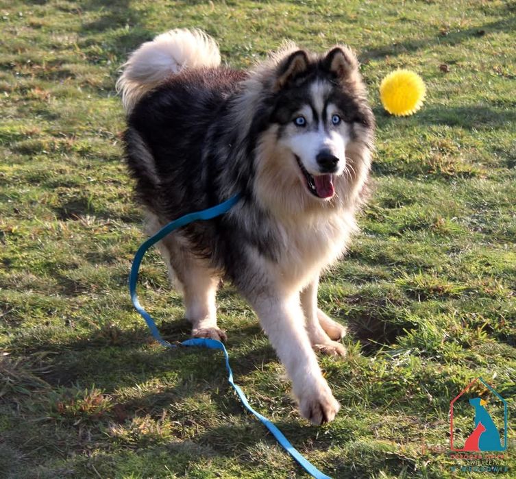 Tayo 283/24 - SZUKA DOMU!