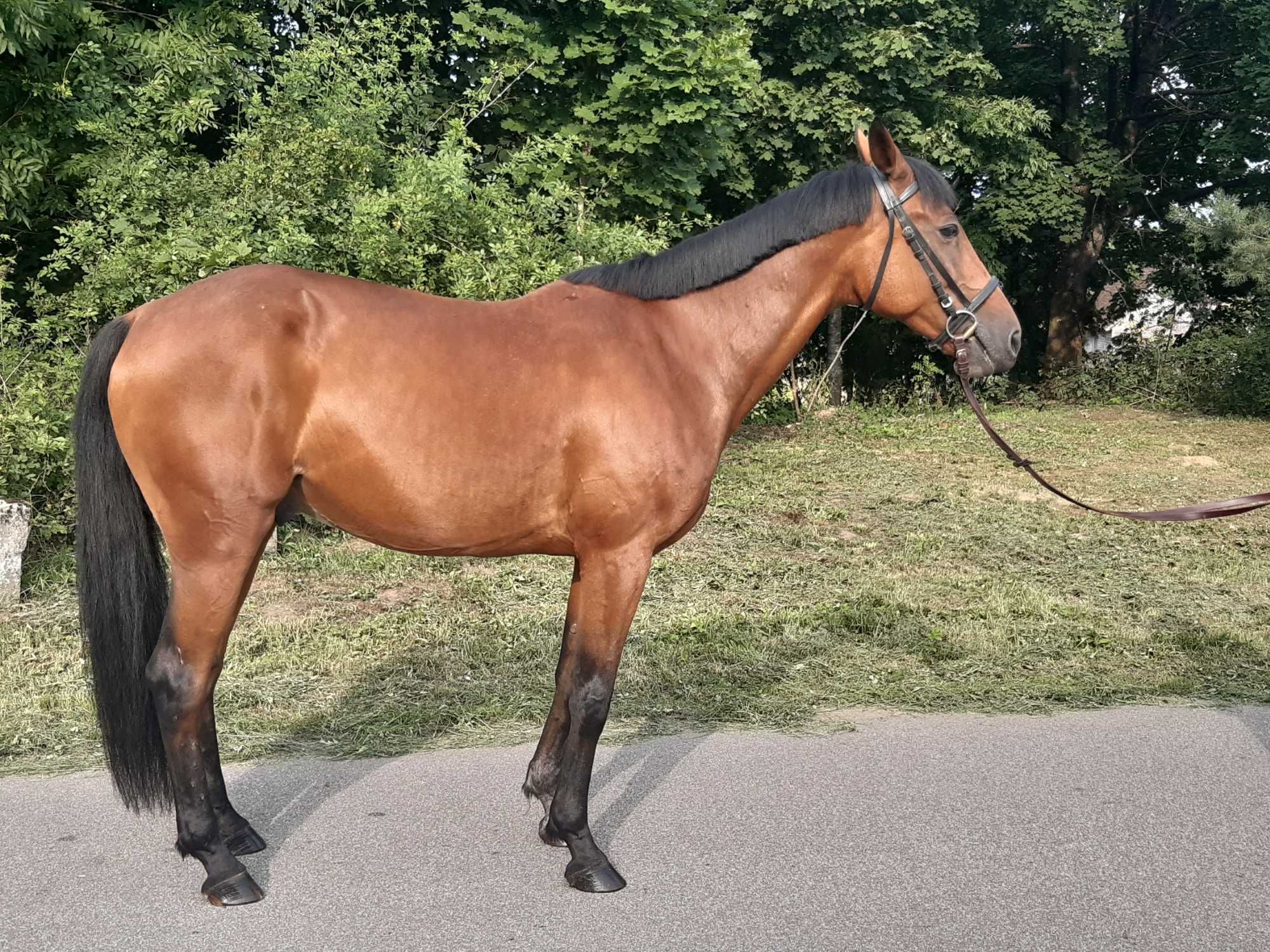 Sprzedam walacha 13letniego kusak amerykańskie