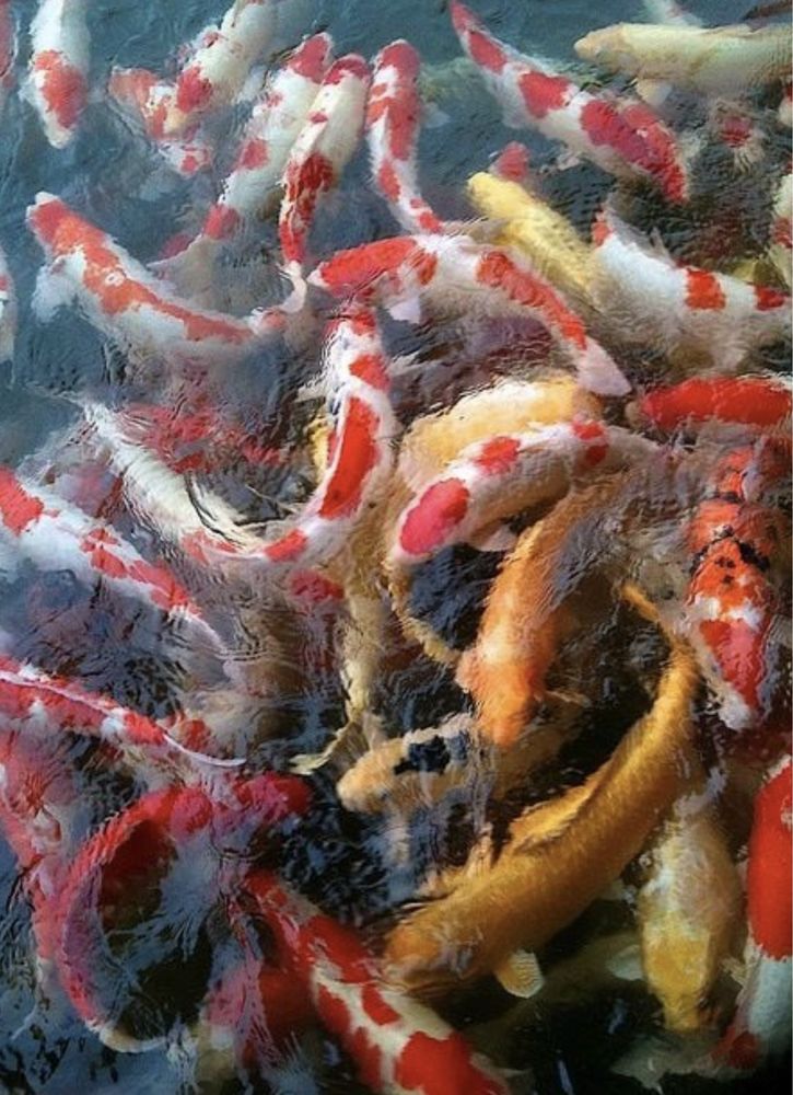 Карпы Кои Японский Карп Караси Прудовая Рыба