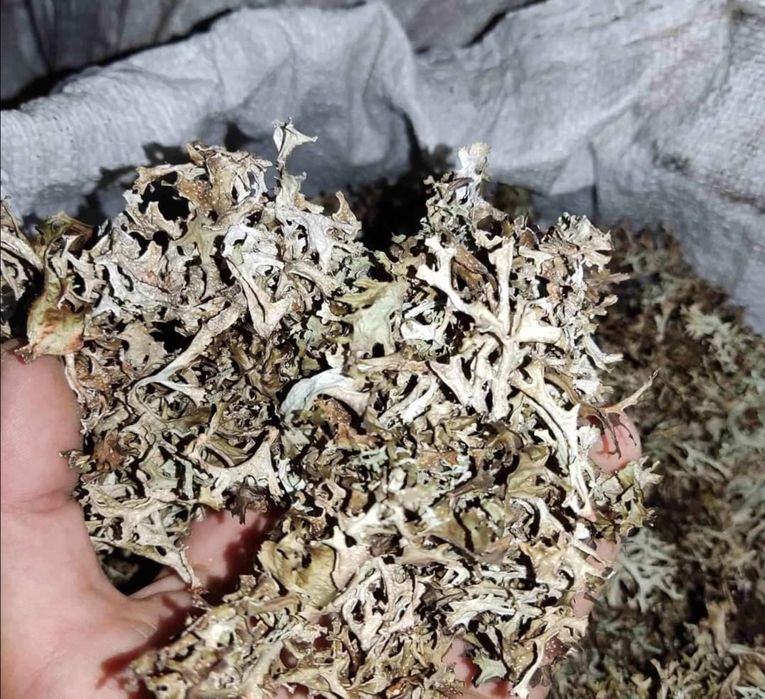 Продам Ісландський мох сухий  450 грн за 1кг