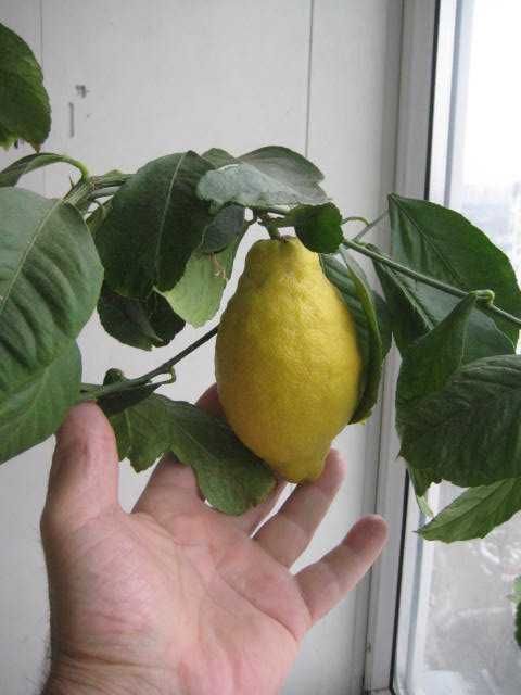 Цитрусові - Лимони.
