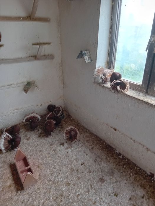 Pawiki na lęcie  likwidacja  tej rasy