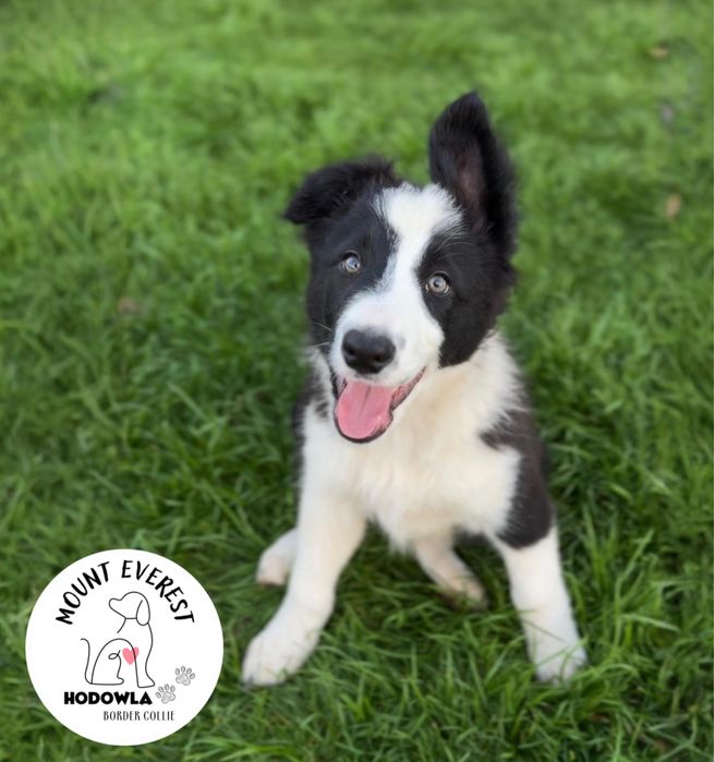 Szczeniak Border Collie piesek